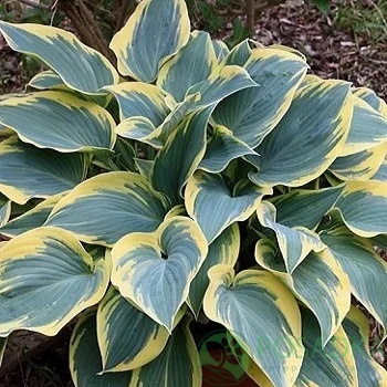 картинка Хоста Valley's Glacier 