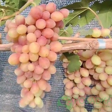 картинка Виноград Дженнифер 