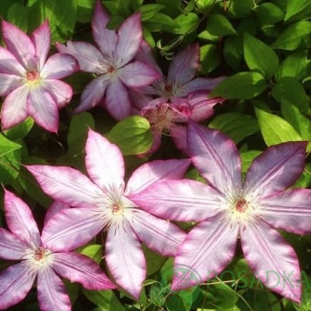 картинка Клематис Tae 