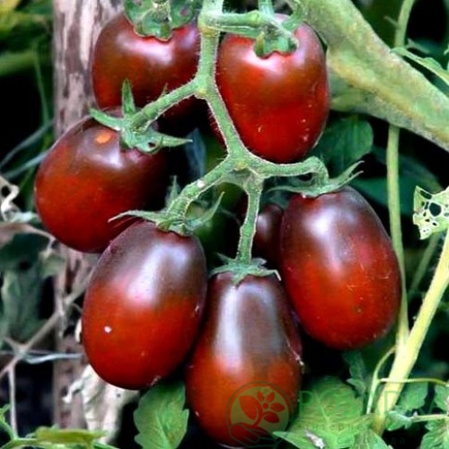 картинка Семена Томат Де Барао черный 0.1гр,TM Seedera 