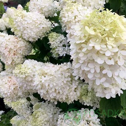 картинка Гортензия метельчатая Grandiflora 