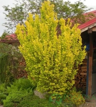 картинка Вяз голландский Вредей 