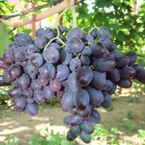картинка Виноград Бруно 