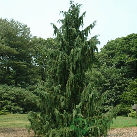 картинка Кипарисовик нутканский Glauca 