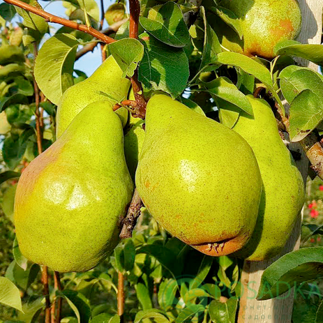 картинка Груша Директор Альфан 