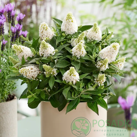 картинка Буддлея Little Rockstars® WHITE 