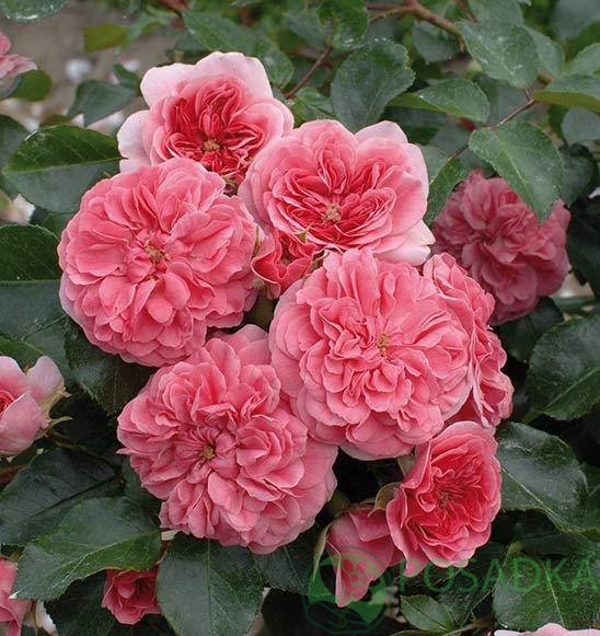 картинка Роза кустовая 4 Сезона 