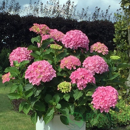 картинка Гортензия крупнолистная Belle Seduction 