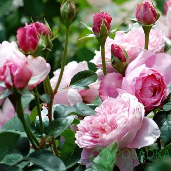 картинка Роза чайно-гибридная Дам де Шенонсо 