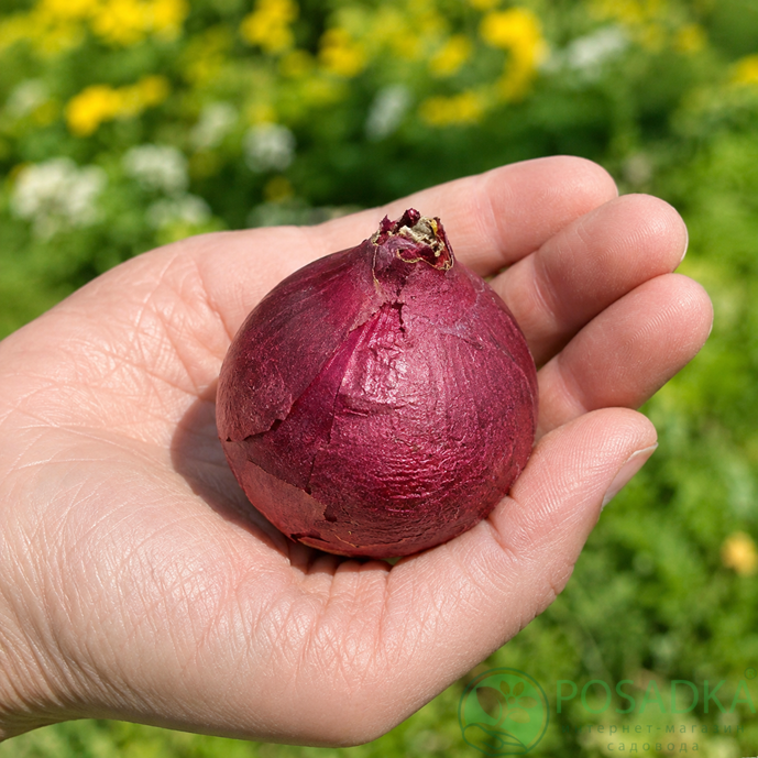 картинка Гиацинт Purple Sensation 