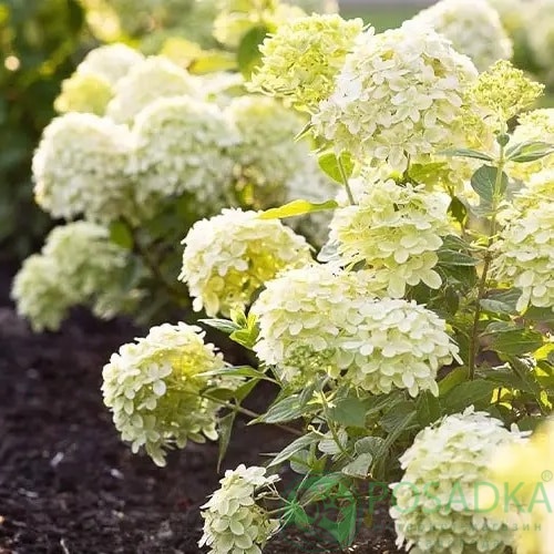 картинка Гортензия метельчатая Living Little Passion 