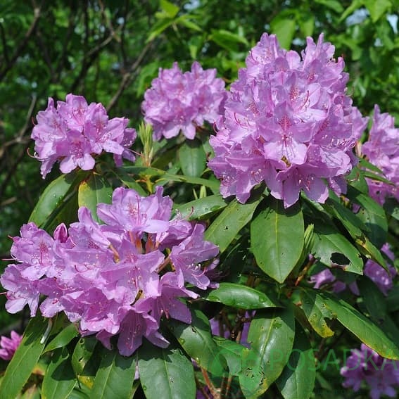 картинка Рододендрон катевбинский Boursault 5л 