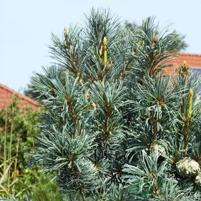 картинка Сосна мелкоцветная 'Blauer Engel' 