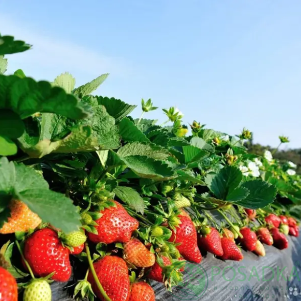 картинка Клубника Клодия 