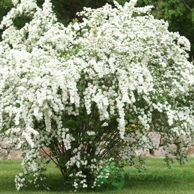 картинка Спирея Вангутта  