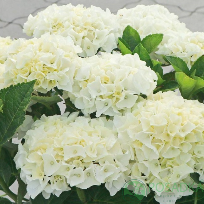 картинка Гортензия крупнолистная First White (Ферст Вайт) 