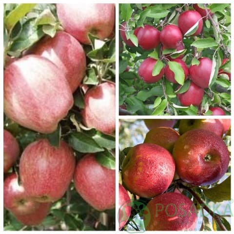 картинка Яблоня дерево сад (Джонаголд, Чемпион, Глостер) 