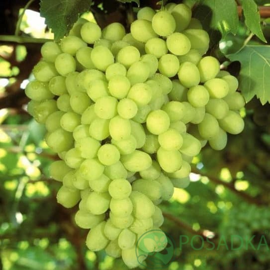 картинка Виноград Валёк 