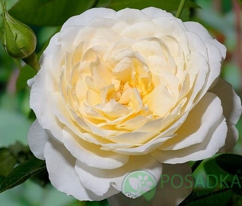 картинка Роза флорибунда Крем Эбандэнс 