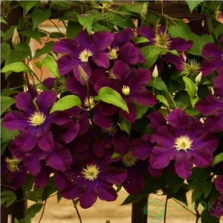 картинка Клематис Warszawska Nike QE 