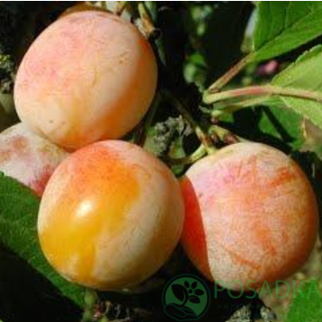 картинка Слива диплоидная Соррисо ди Примавера  картинка Слива диплоидная Соррисо ди Примавера