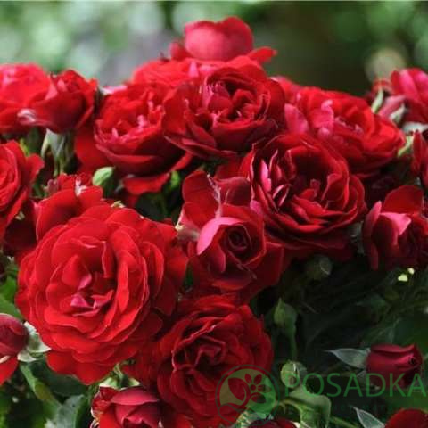 картинка Роза флорибунда Кёр де Ванде 
