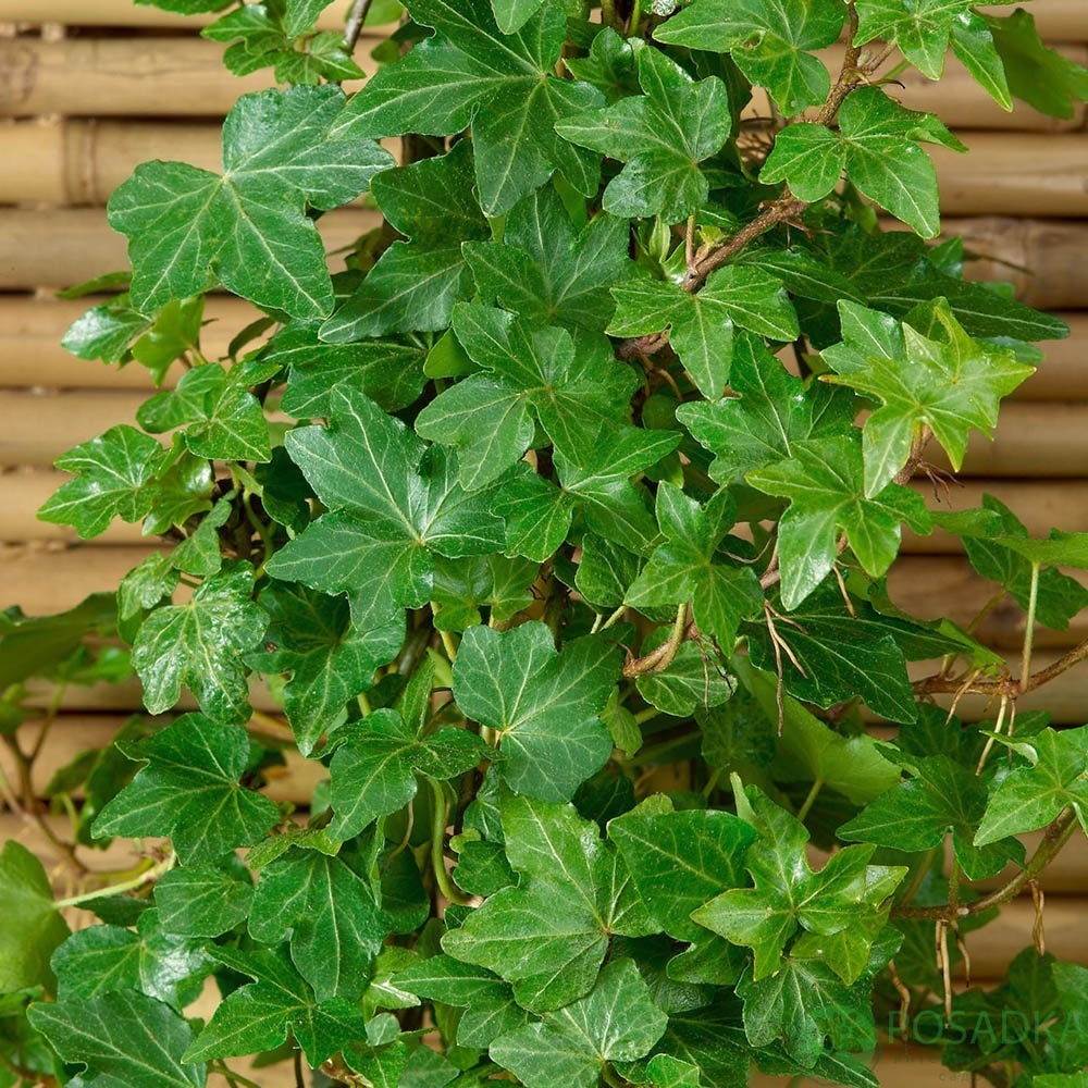 картинка Плющ Green ripple 