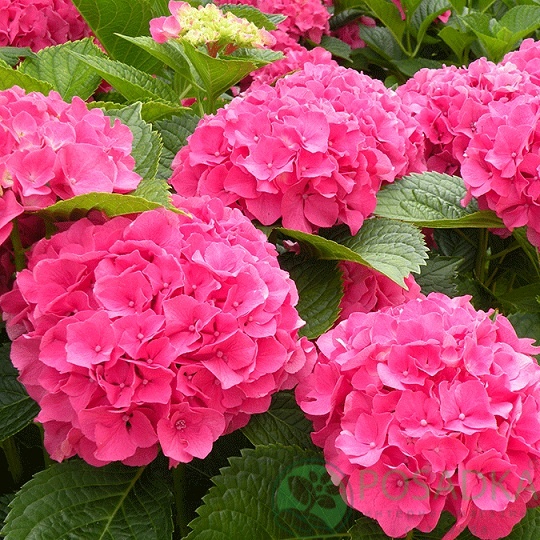 картинка Гортензия крупнолистная Sibilla 