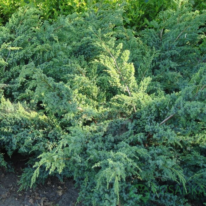 картинка Можжевельник чешуйчатый Блю Спайдер 