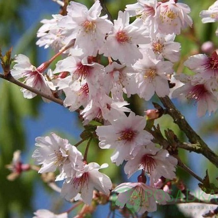 картинка Вишня японская Микинори 3л 