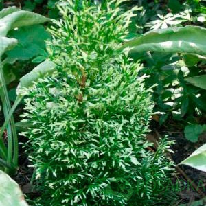 картинка Туя западная Smaragd variegata 