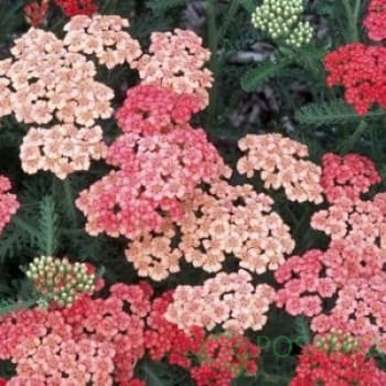 картинка Тысячелистник Apricot Delight 