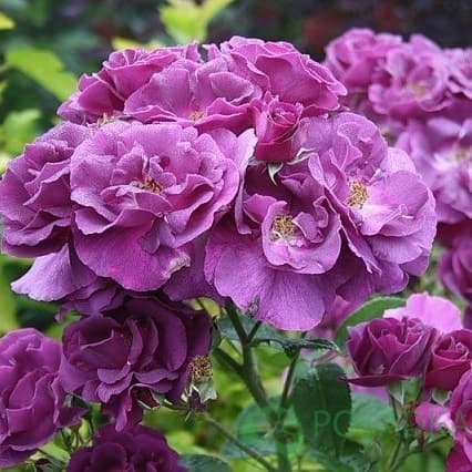 картинка Роза парковая Рапсодия ин Блю С2 