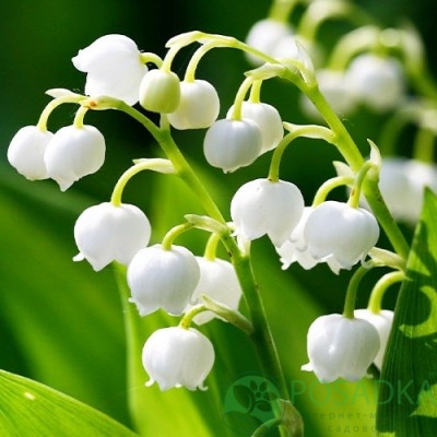 картинка Ландыш Bridal Choice 