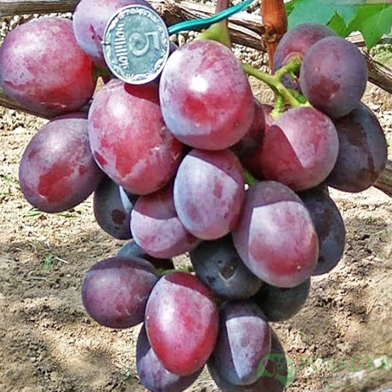 картинка Виноград Эверест 