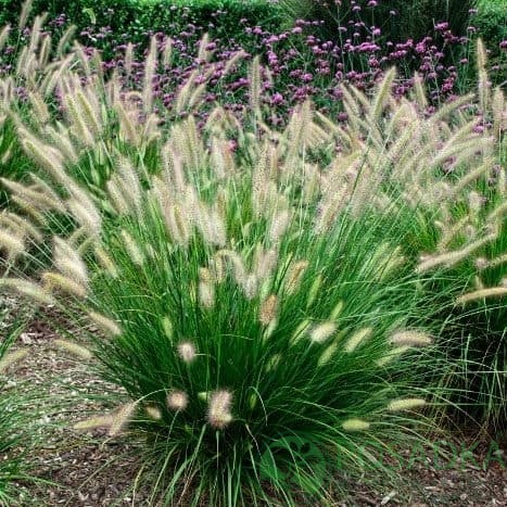 картинка Пеннисетум 