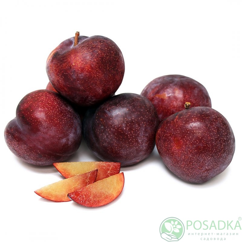 картинка Слива-абрикос (плумкот) Кин-Конг  картинка Слива-абрикос (плумкот) Кин-Конг