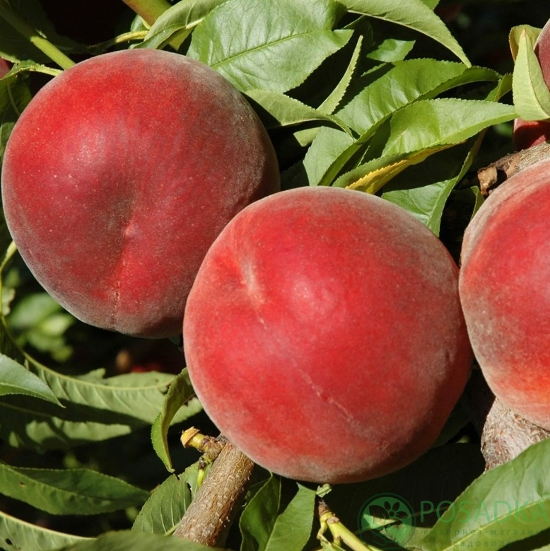 картинка Персик Роял Эстет 