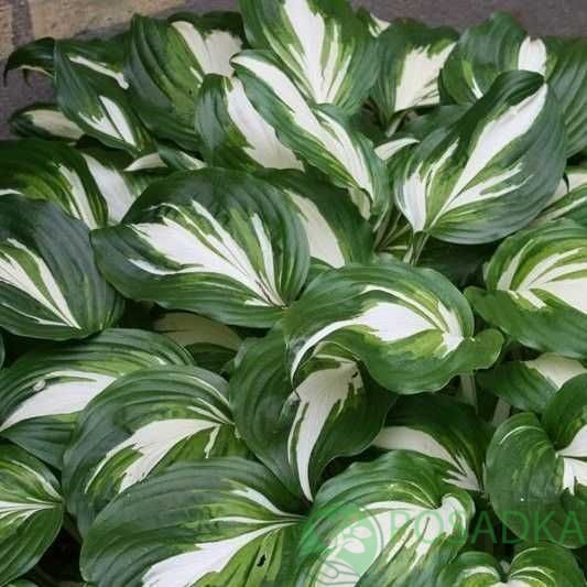 картинка Хоста undulata Mediovariegata 