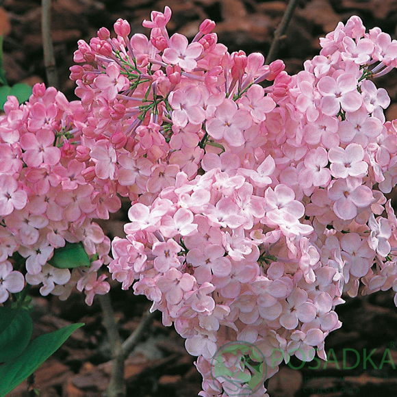 картинка Сирень Maiden's Blush (Мейденс Блаш) 