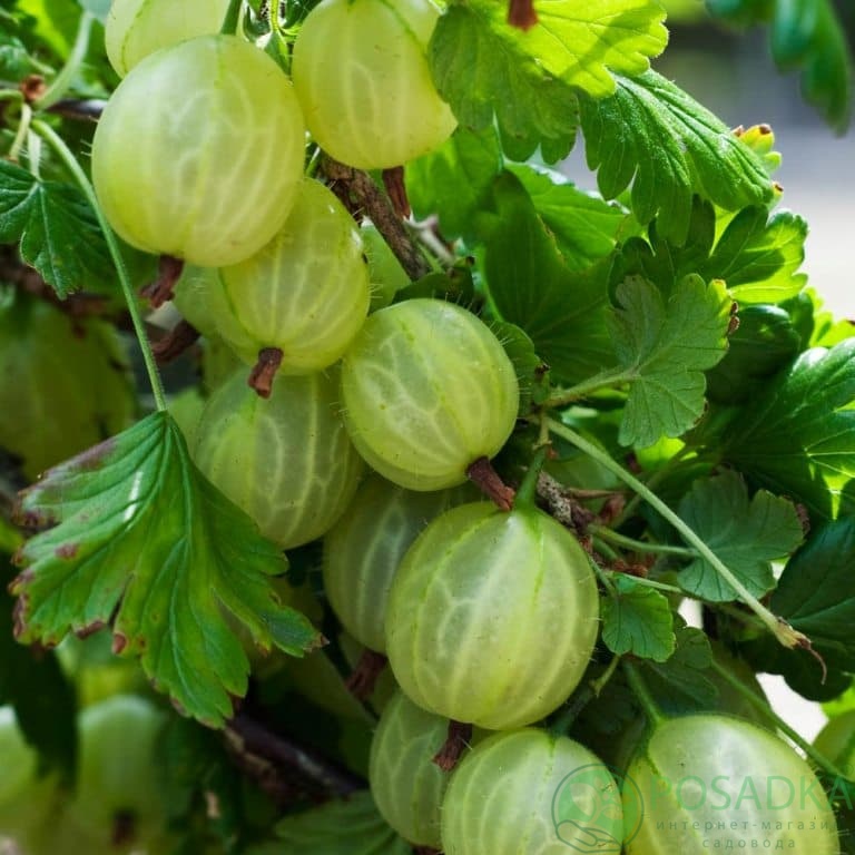 картинка Крыжовник Инвикта 