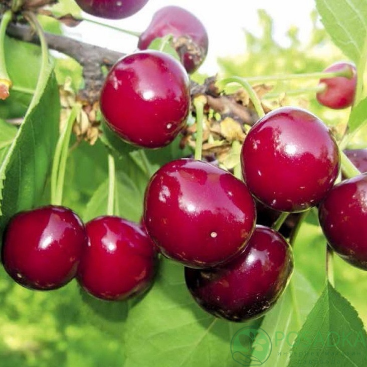 картинка Вишня Тургеневская 