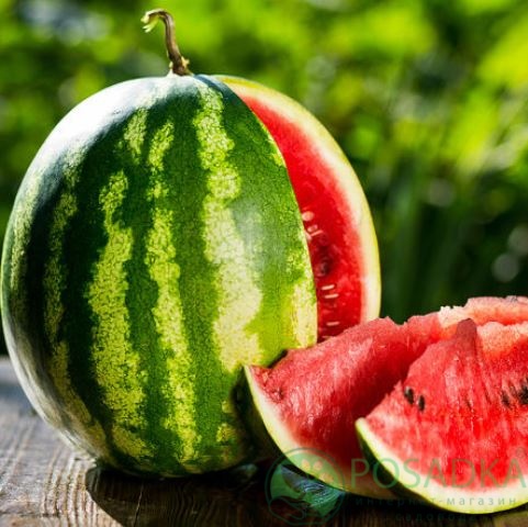 картинка Семена Арбуз Княжич, 2гр, SeedEra 