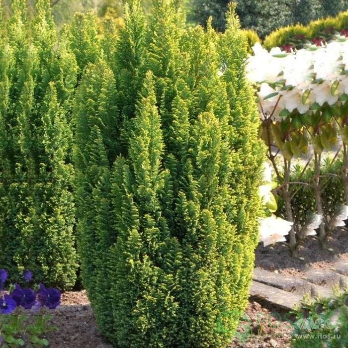 картинка Кипарисовик Лавсона Ellwood's Gold 
