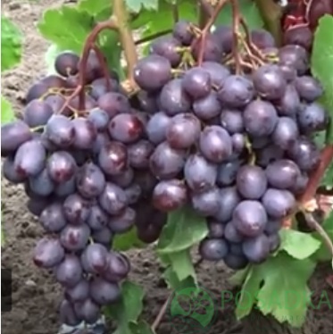картинка Виноград Памяти учителя 