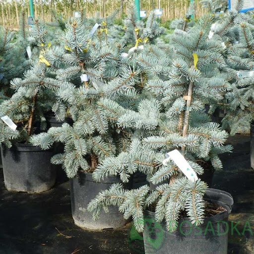 картинка Ель колючая Koster С3  картинка Ель колючая Koster С3