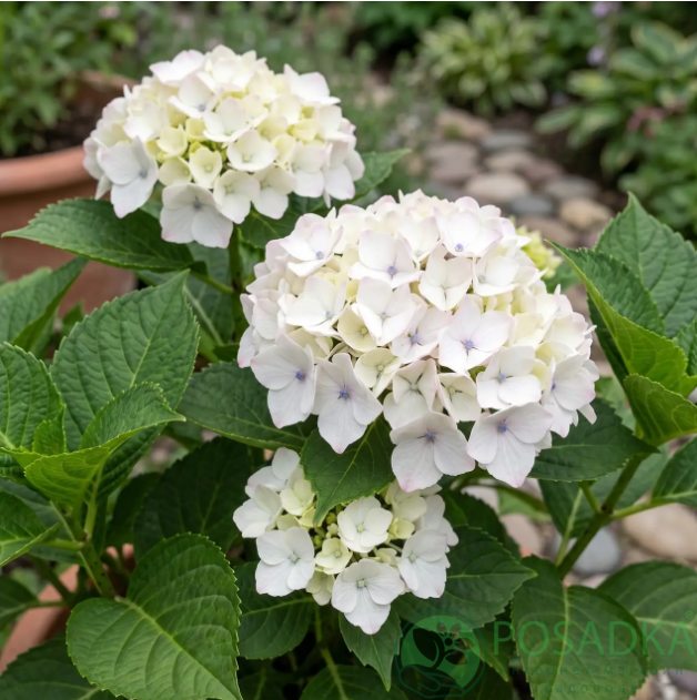 картинка Гортензия крупнолистовая White Spirit (Вайт Спирит) 