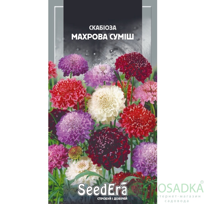 картинка Семена Скабиоза низкорослая махровая смесь 0,1 г, Seedera  картинка Семена Скабиоза низкорослая махровая смесь 0,1 г, Seedera