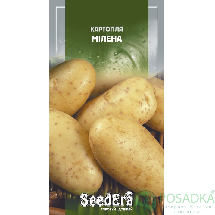 картинка Семена Картофель Милена 0,02 г, Seedera картинка Семена Картофель Милена 0,02 г, Seedera