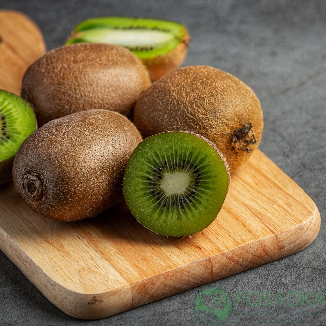 картинка Киви Сорелли (ранний, крупноплодный) 